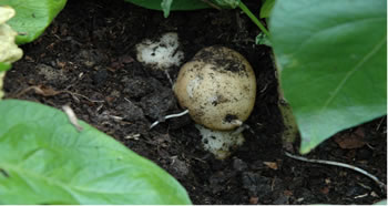 Rocket Potato Plant